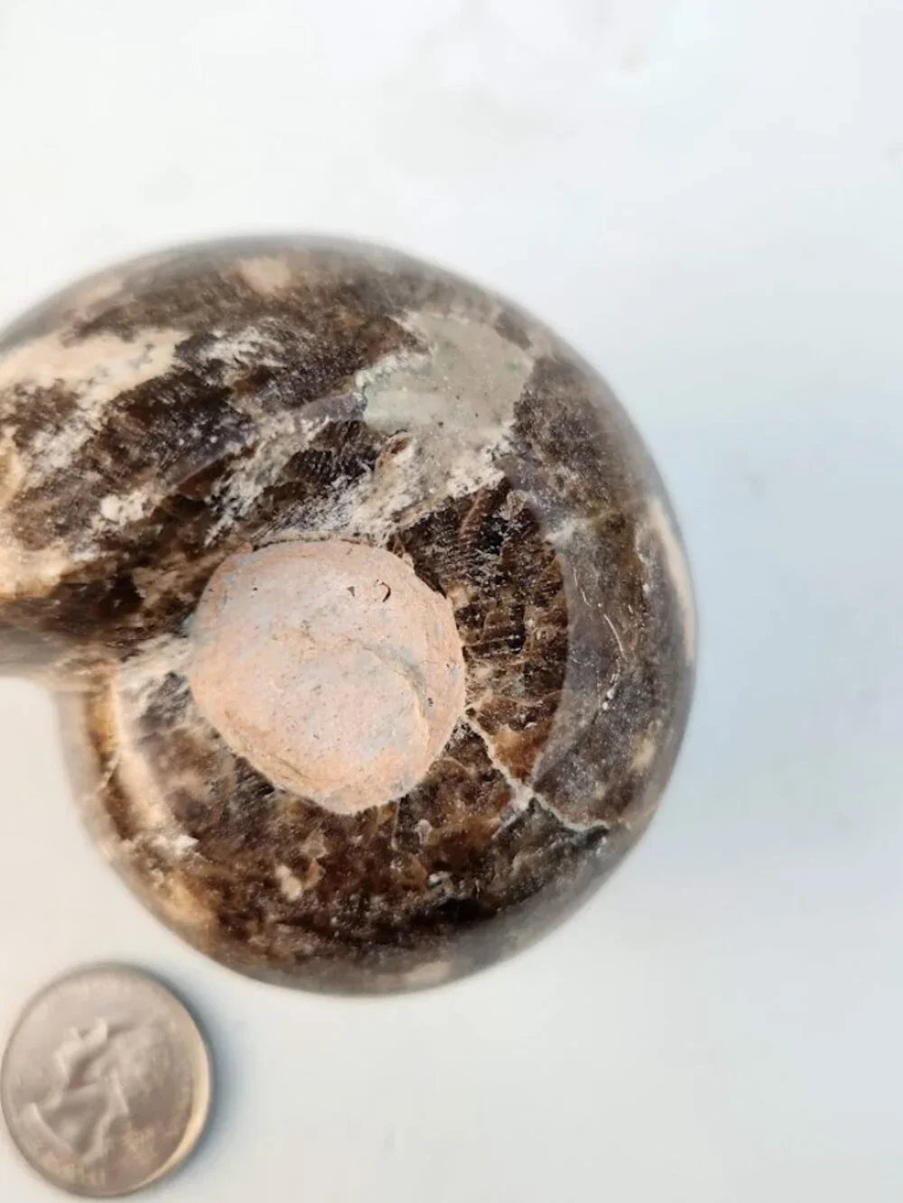 Large Whole Ammonite Fossil Shell Polished Gems and Minerals Rocks Fossils Decor